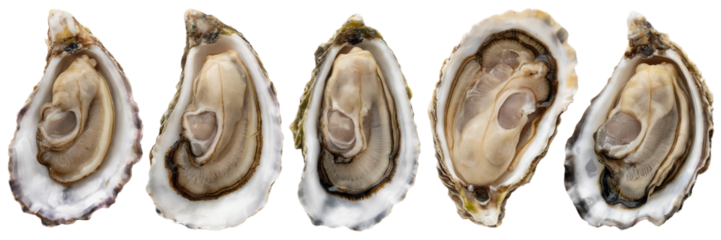 Five fresh oysters shellfish seafood delicacy gourmet food image on transparent background