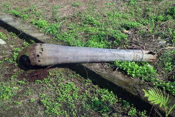 Fallen Tree Trunk in Lush Greenery
