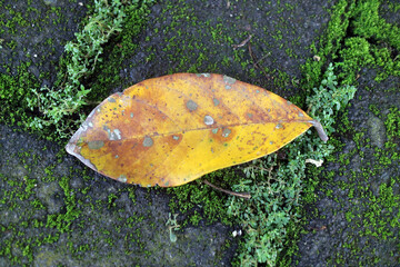 Yellow Leaf on Mossy Stone Surface