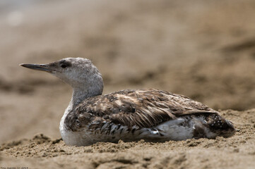 Pacific Loon (Gavia pacifica) non breeding plumage 