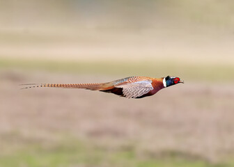 The Ring-necked Pheasant (Phasianus colchicus) is a large, long-tailed game bird known for its vibrant plumage, especially in males
