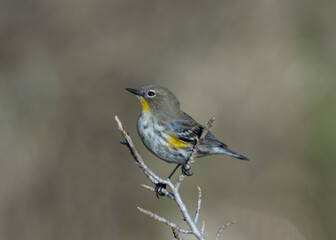 Yellow-rumped Warbler (Setophaga coronata)