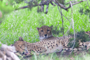 Cheetah | Acinonyx jubatus | Texas, USA | Fossil Rim Wildlife Center | a large cat and the fastest land animal. 