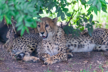 Cheetah | Acinonyx jubatus | Texas, USA | Fossil Rim Wildlife Center | a large cat and the fastest land animal. 