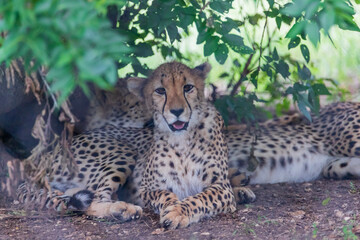 Cheetah | Acinonyx jubatus | Texas, USA | Fossil Rim Wildlife Center | a large cat and the fastest land animal. 