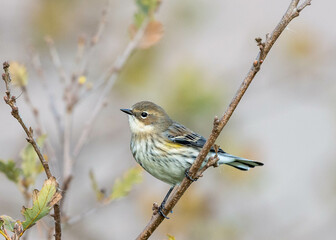 Yellow-rumped Warbler (Setophaga coronata) taken in Northern California 