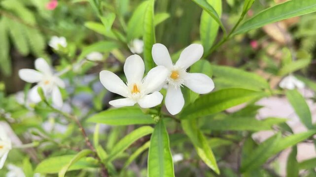 Fresh white Wrightia flowers blooming among green leaves.