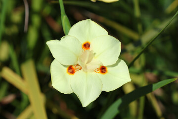 Flower on a Dietes Bicolor plant in a garden