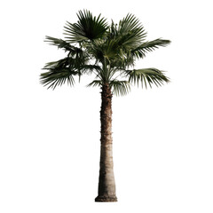 Obraz premium Tall palm tree with lush green fronds stands against clear background, showcasing its tropical beauty and slender trunk
