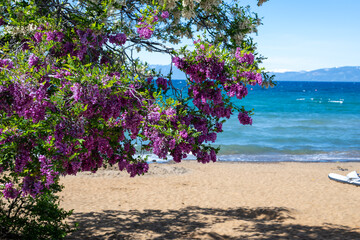Flowers on the beach of the Tahoe lake