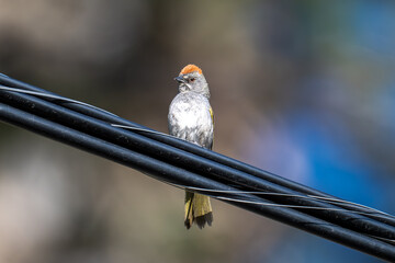 Green-tailed Towhee Bird