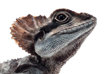 Frilled lizard close up with extended neck frill and detailed textured scales isolated on transparent background