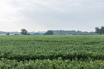 Lush green soybean field stretches toward the horizon under an overcast sky, with farm buildings and trees in the distance.