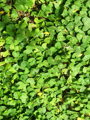 Green Ground Cover with Heart-Shaped Leaves