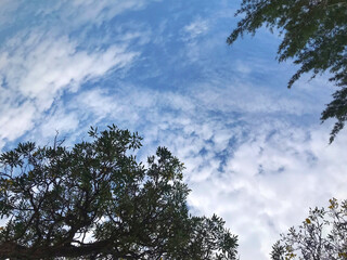 Blue Sky Framed by Tree Silhouettes
