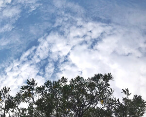 Blue Sky Framed by Tree Silhouettes