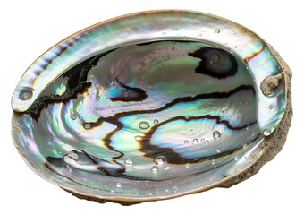 Shiny Abalone Seashell