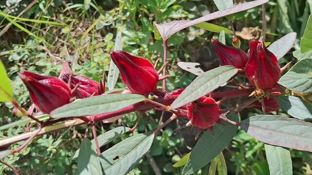 Roselle Flower Plant Blown by Soft Wind in the Garden