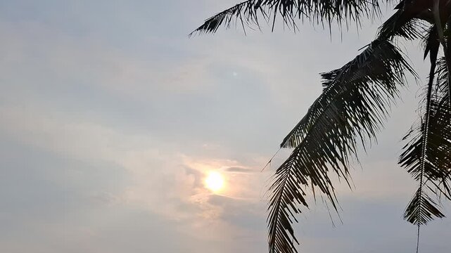 Golden sunset behind swaying coconut palm leaves blowing in a gentle breeze, creating a serene tropical evening scene.