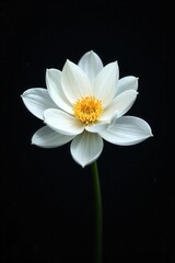 Intricate white bloom, stark black backdrop, soft lighting, shadow, monochrome, white flower