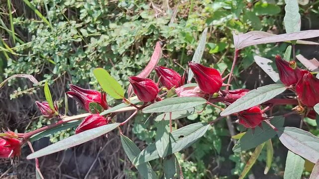 Roselle plant swaying gently in the breeze with green leaves and red buds moving naturally in a tropical garden