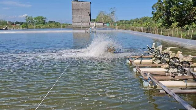 Shrimp pond with paddle wheel aerators spinning on the water surface to provide oxygen for shrimp farming in aquaculture.