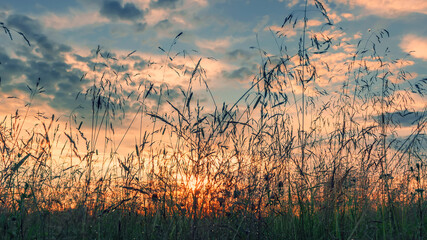 Summer landscape with grass and wild flowers against blue sky with clouds. Summer evening.