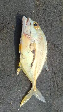 Live fish stranded on sandy beach struggling to move after waves recede, captured in close-up detail under bright sunlight 