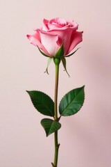 Obraz premium Single blush pink rose stem, minimalist background , pink, art, flora