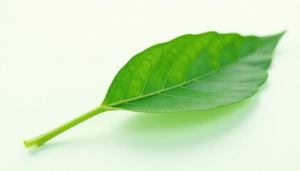 Fototapeta premium Single green leaf against stark white High-resolution, sharp focus , plant, white