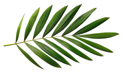 Fresh tropical palm frond with green leaflets isolated on transparent background