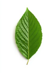 Fototapeta premium Close-up of a vibrant green leaf showing detailed veins and texture isolated on a white background for nature, botanical, and plant photography