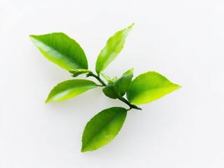 Obraz premium Fresh Green Tea Leaves on Branch with Bright Natural Light and White Background for Herbal Tea and Natural Medicine Concepts
