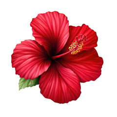 A vibrant red hibiscus flower, meticulously detailed, blossoms against a stark black background.