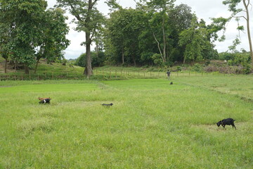 herd of cows