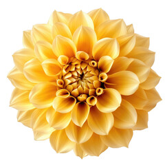 A vibrant, golden dahlia bloom, showcasing intricate petal details against a stark black background.