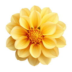 A vibrant yellow dahlia flower, isolated on a black background, showcasing its intricate details and delicate petals.