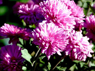purple asters in the garden illuminated by the sun