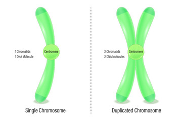 Single and Duplicated chromosome. Biological study. chromatids, centromere, telomere, p arm and q arm. Vector used for scientific and medical education.