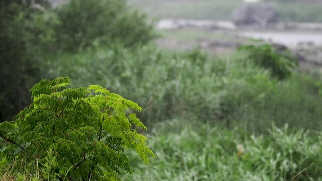 雨が降る猪名川沿いの景色