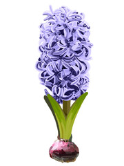 ヒヤシンス（球根付き）パープル