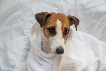 Jack Russell Terrier dog wrapped in a white towel. 