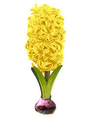ヒヤシンス（球根付き）イエロー