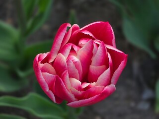 pink rose in garden