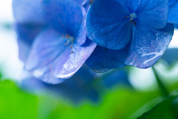 雨滴る紫陽花のアップ