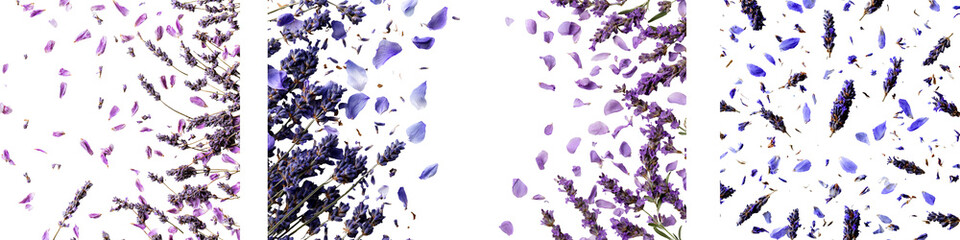 Set of flat-lay lavender sprigs scattered with petals and leaves, isolated on transparent background.