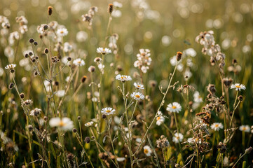 Delicate wildflowers blooming in soft gentle light