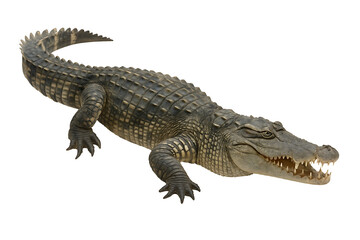 Naklejka premium Aggressive Crocodile Crawling with Open Mouth Isolated on White Background