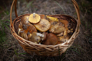 Basket of freshly picked milk mushrooms.