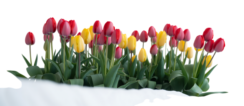 Red And Yellow Tulips